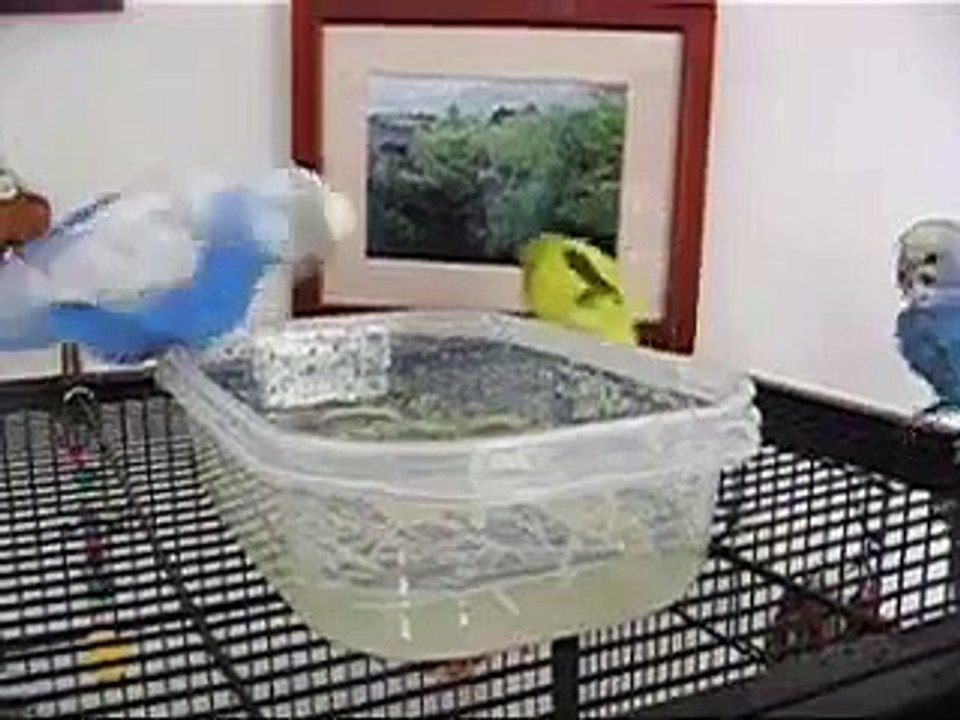 Budgie Bath