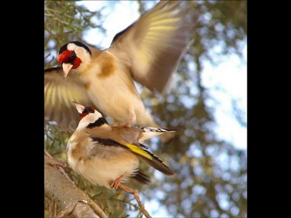 شريط لغه حسون
