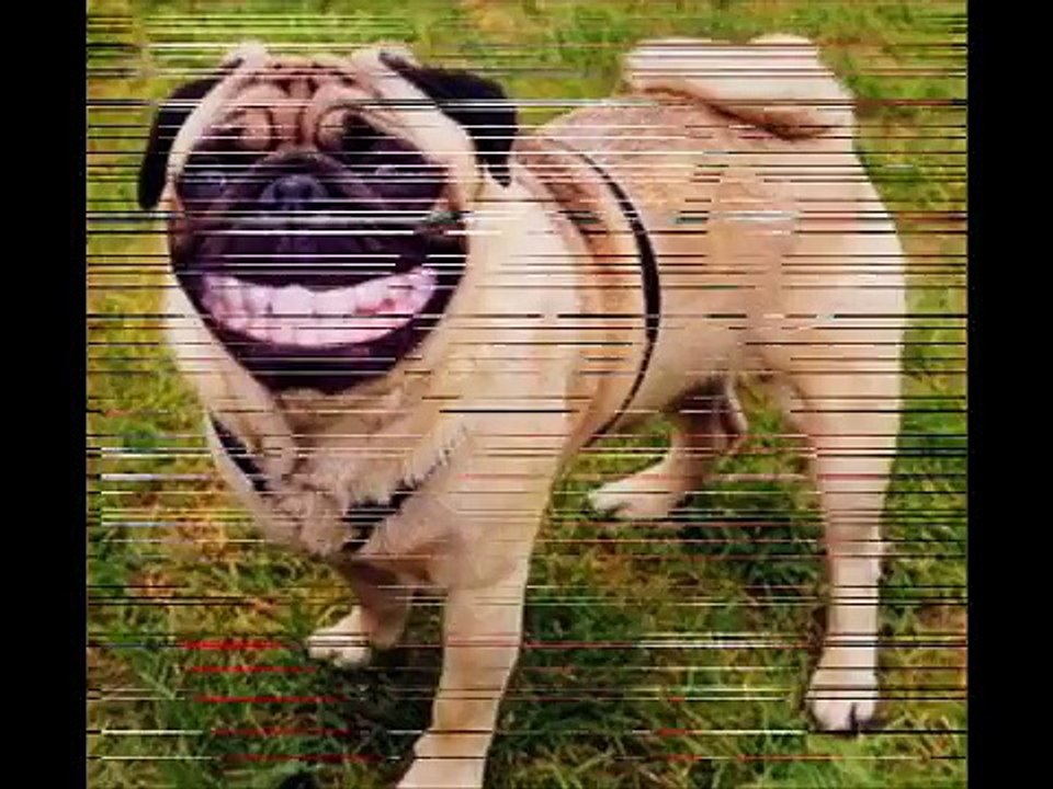 lustige tiere