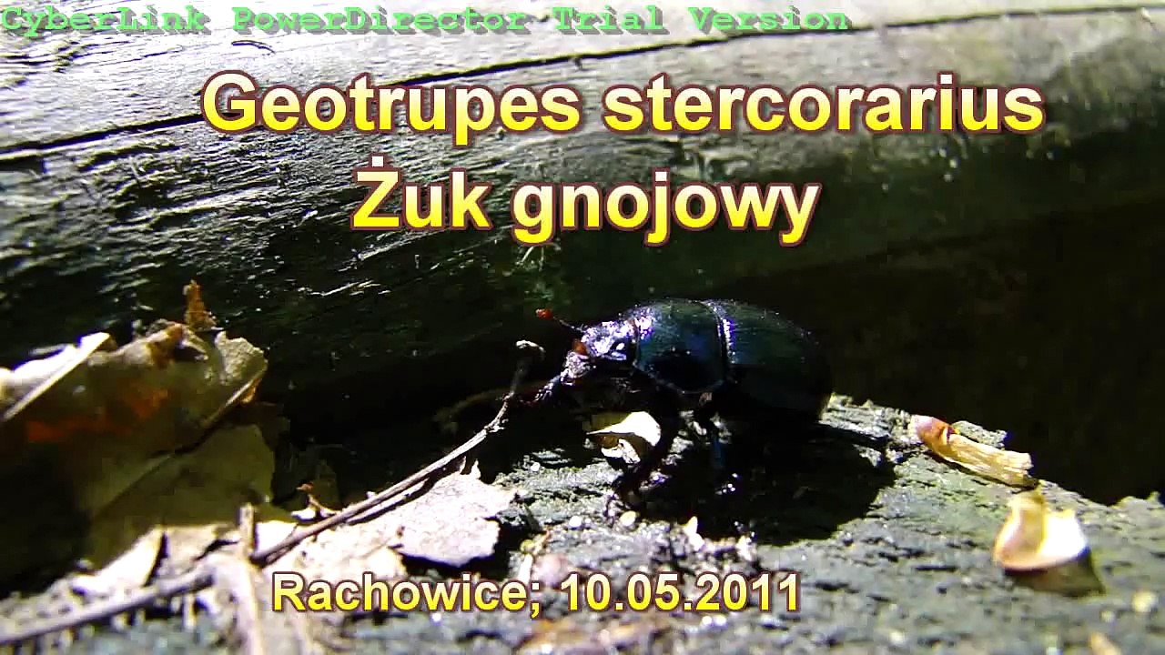geotrupes stercorarius