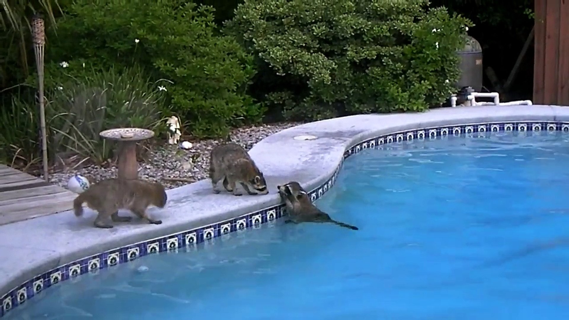 Racoon's swimming in pool