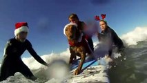 Surf Dog Ricochet - Santa Paws is Surfin' to Town!