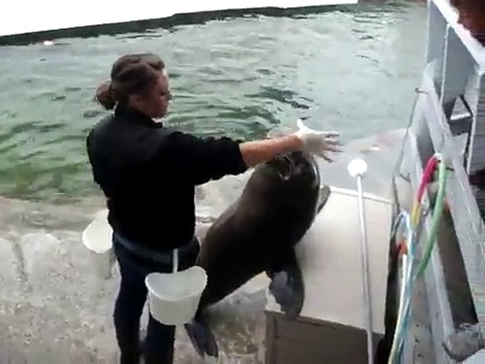 Sea Lions Show at Ocean World, Crescent City, California