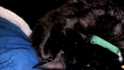 My Cat, Jinx, making ridiculous snoring sounds