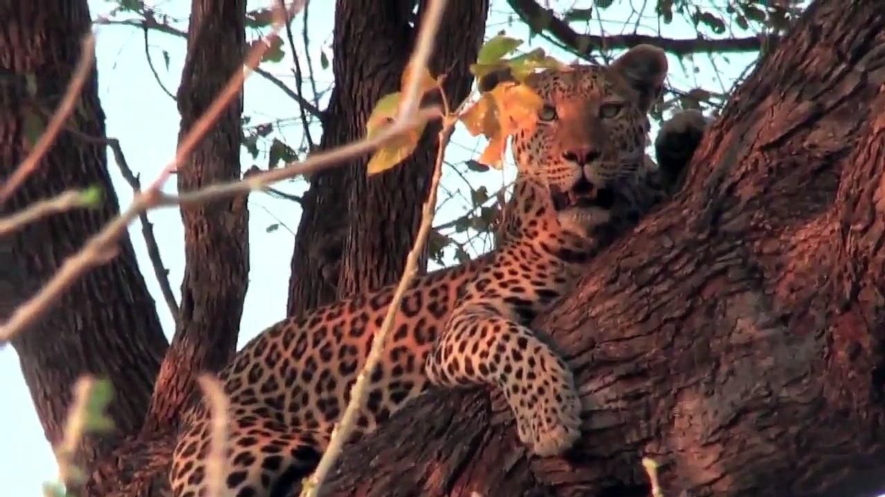 Leopard Hunting Warthogs