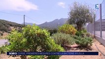 Corse : un plan d'urgence contre la Xylella Fastidiosa