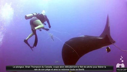 Un raie prise au piège d'un filet de pêche