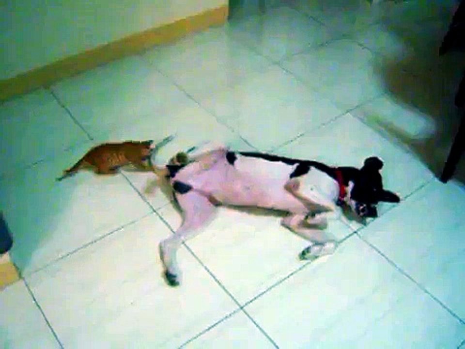 Lucky and Marmalade