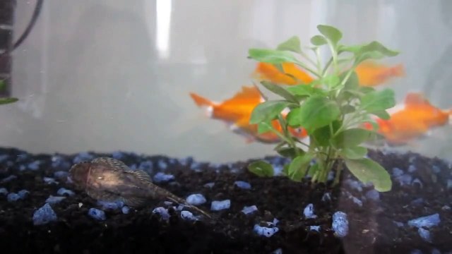 poissons rouges et poisson nettoyeur dans un aquarium