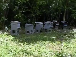 Honeybees in fever of swarming Abeilles en fièvre d'essaimage