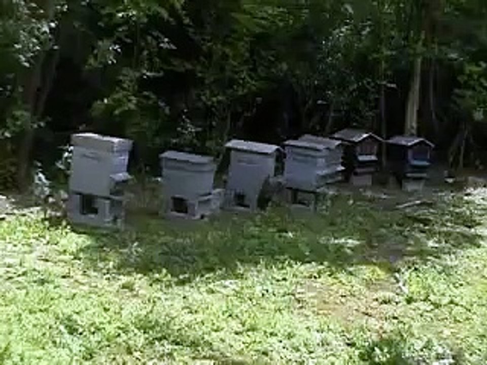 Honeybees in fever of swarming Abeilles en fièvre d'essaimage