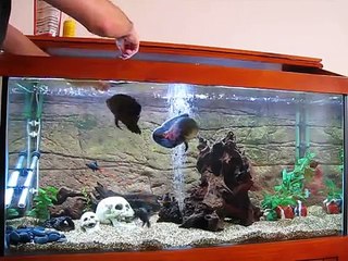 Feeding Oscar Fish - Trents Tank
