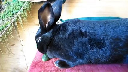How to tell if your doe rabbit is pregnant | What to feed her if she is
