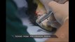 Animais machucados ganham chance de viver com novas próteses
