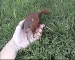 Baby  red squirrel - Scoiattolo rosso