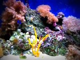 Reef Aquarium Soft coral tank with critters!