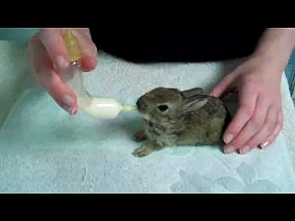 Hand feeding baby rabbit & hedgehog using Catac products