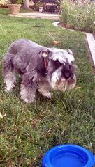 Schnauzer puking after eating crushed red peppers!