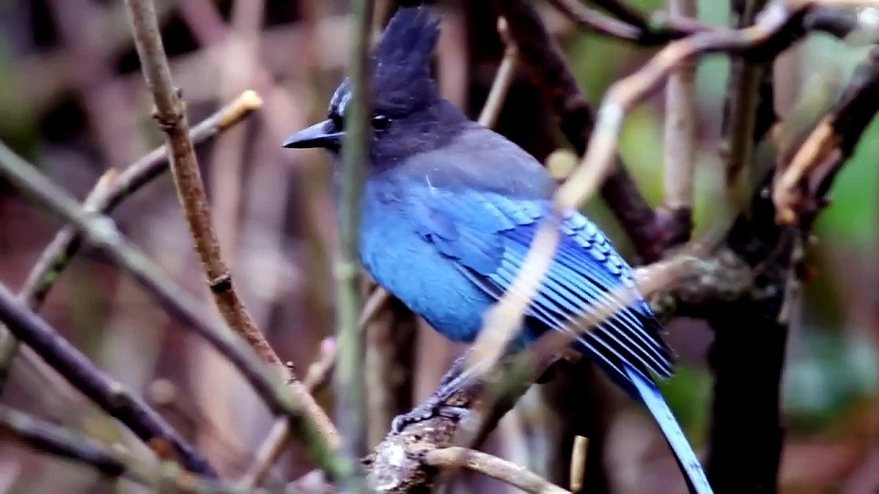 Steller's Jay