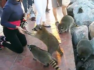 Download Video: Mapaches en el malecón de playa Miramar,cd Madero,Tamaulipas