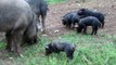 Mulefoot Hogs - Zendik Farm - Mulefoot pigs babies play fighting.MP4