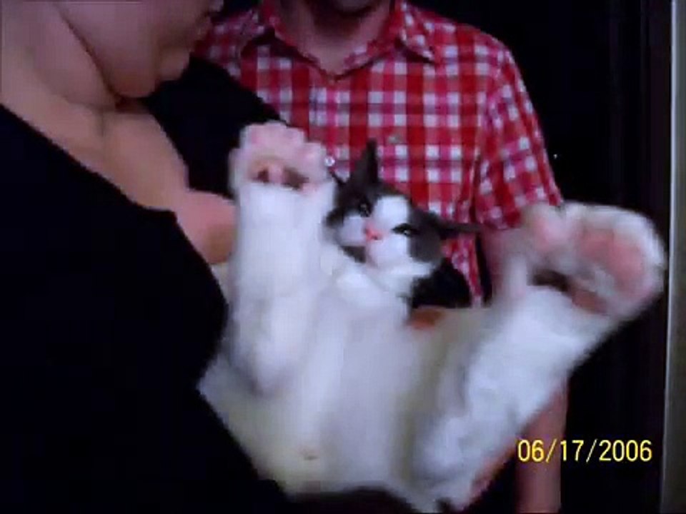 It's a Wondeful Kitty-Life