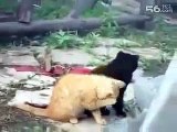 funniest fails, funny videos that make you laugh so hard until you cry ~ Best Funny Animals 20141