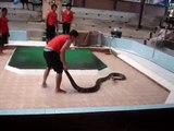 Show de cobras venenosas na Tailândia