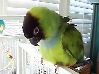 Banana-San The Dancing Parrot ( Nanday Conure )