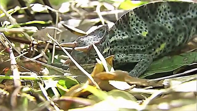 Wild Animal Fights Documentary Fighting For Life System Full length Documentaries