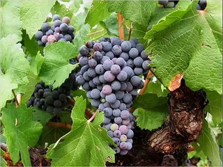 Incomprensión de los familiares 06 Padre Ignacio Larrañaga