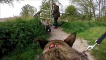 GoPro-Wandeling met 19 honden.