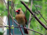 Cardinal Nest - feeding babies