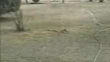 Lapin chasseur