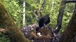 Black Storks nest Estonia - change and feeding - 27.05.2011.