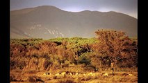 Natura del Parco di San Rossore. Creazioni