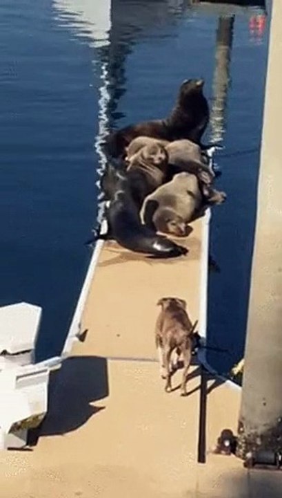 dog-vs-sealines