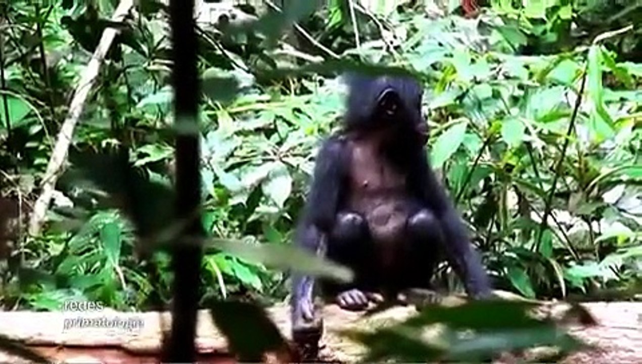 Documental Científica Evolucionista Isabel Behncke. NuestrosPrimos Hermanos los Bonobos. ATEÍSMO.