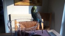 Lustiger Vogel badet im Glas voll Wasser!! [HD]