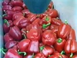 Fruittek semi-auto pepper picking & loading system & high speed sorting system