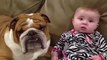Pitbull Dog Cute - Funny baby| funny dog videos | funny dog vines, baby 10
