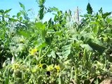 Bumble bee pollinating heirloom tomatoes at Wild Boar Farms