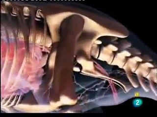 La batalla de los dinosaurios: depredadores perfectos (1 de 4) European spanish