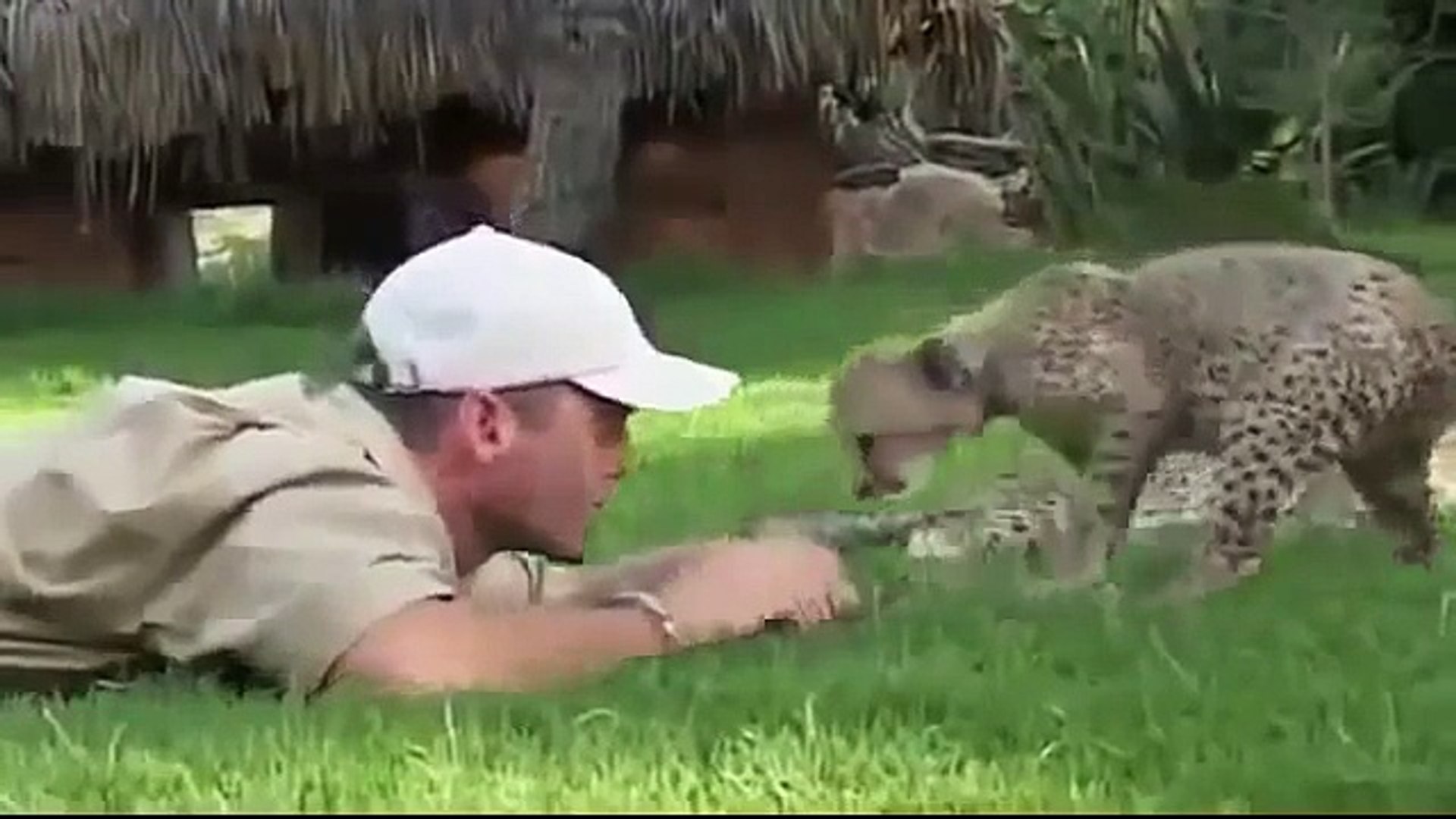 Animal Documentary : Amazingly Cheetah Full Documentary