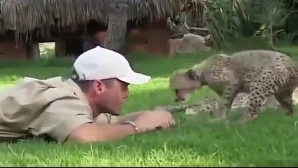 Animal Documentary : Amazingly Cheetah Full Documentary