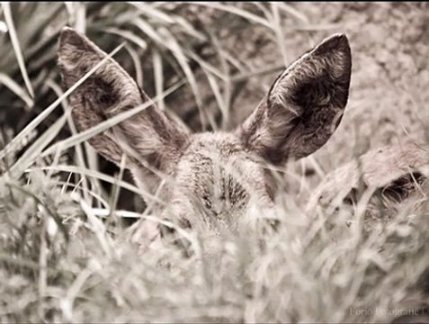 Sebastien Tellier - L'Amour et La Violence (Nico Pusch Bootleg Remix)