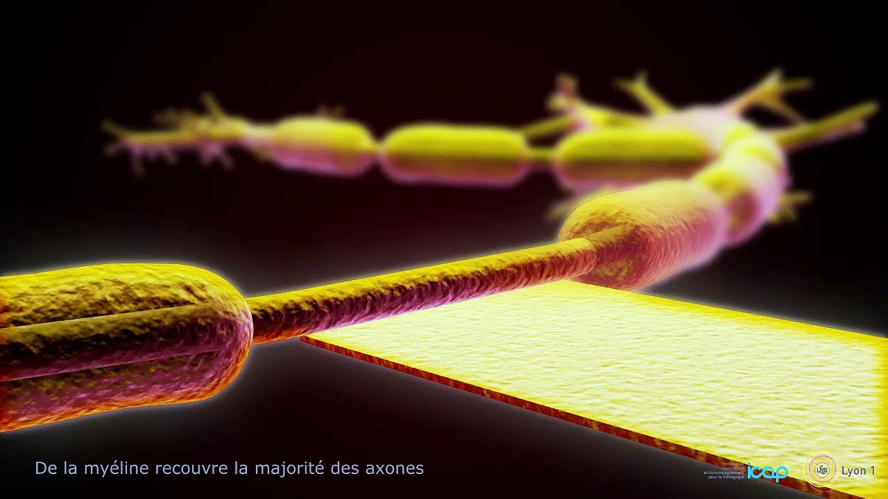 Le neurone et la libération des neurotransmetteurs