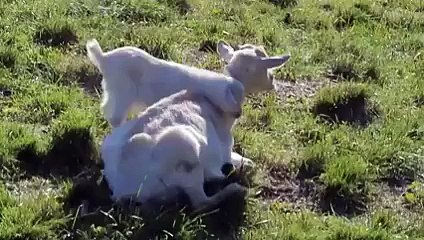 کتنا پیارا ہے نہ