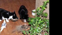 Coco mange dans les gamelles des chats