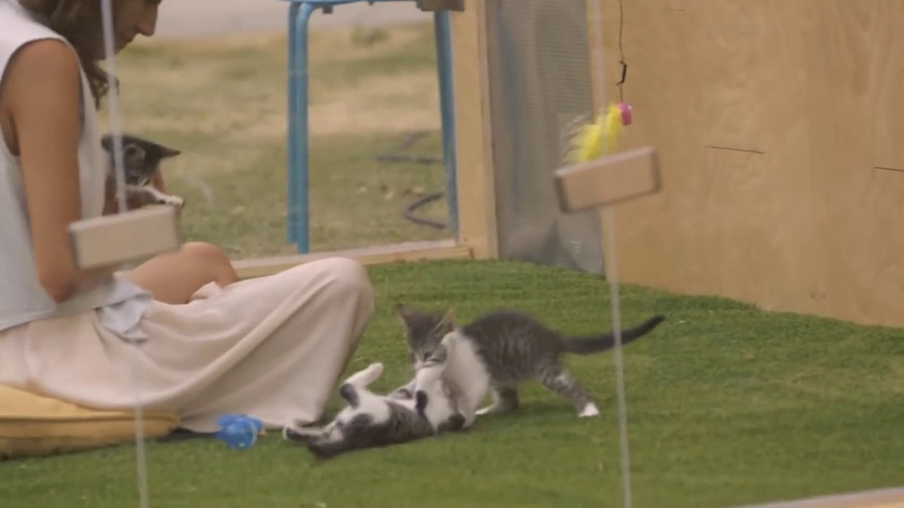 Qu'obtient-on lorsque l'on place des personnes stressées dans une boîte en compagnie de chatons ?